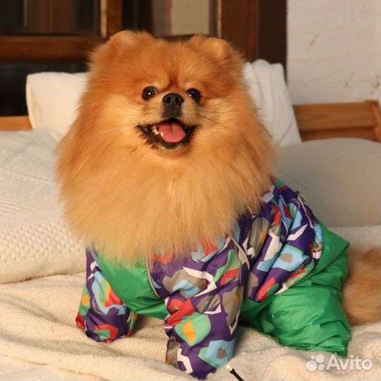 Одежда для собак