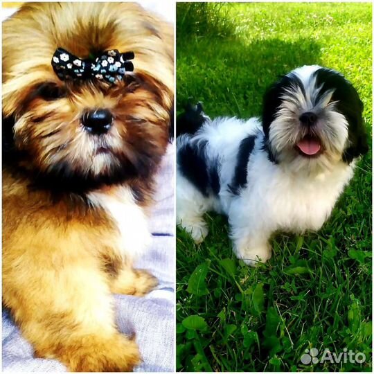 Девочки. настоящие красотки