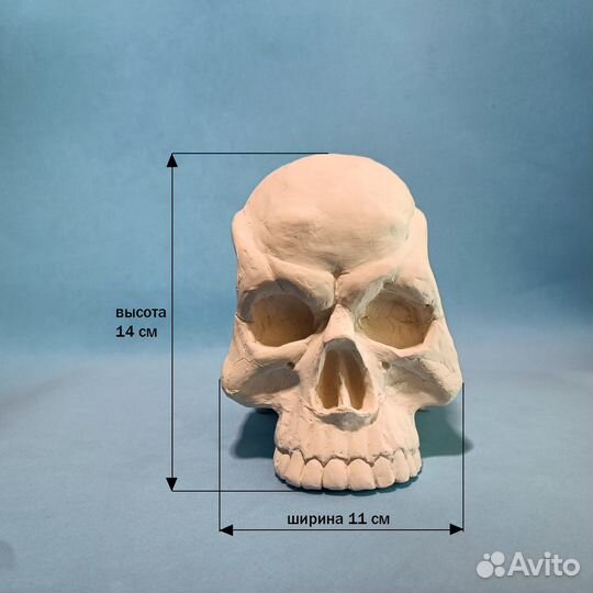 Череп из гипса