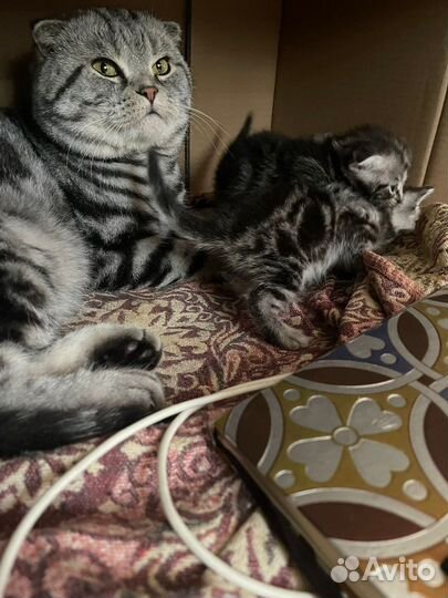 Отдам в добрые руки шотландских котят