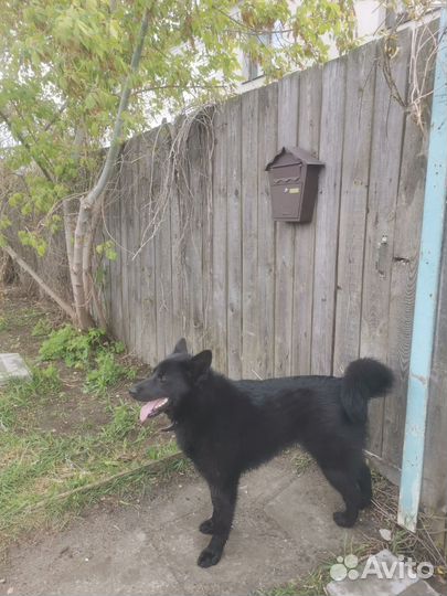 Крупная собака. Девочка, подросток в дар