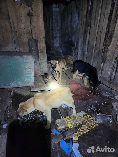 Собака в добрые руки