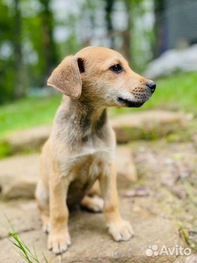 Щенок мальчик в добрые руки