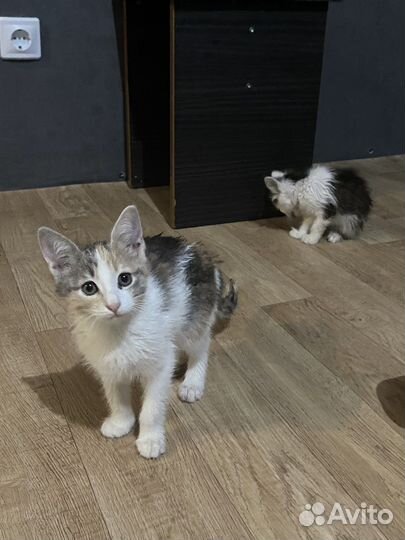 Кошки в добрые руки д