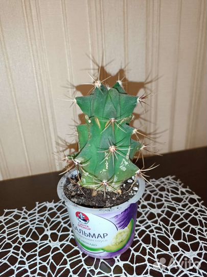 Ферокактус 10 см