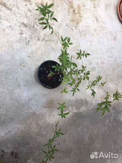 Роза плетистая