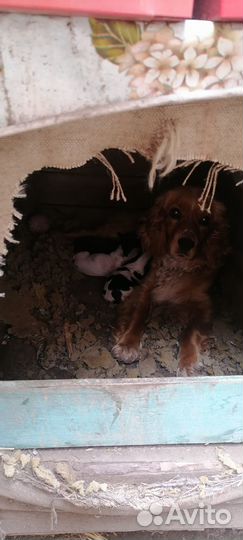 Щенки спаниеля