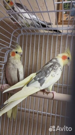 Попугай корелла. Пара