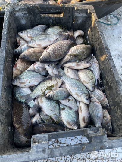 Карась свежий