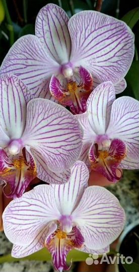 Орхидея фаленопсис