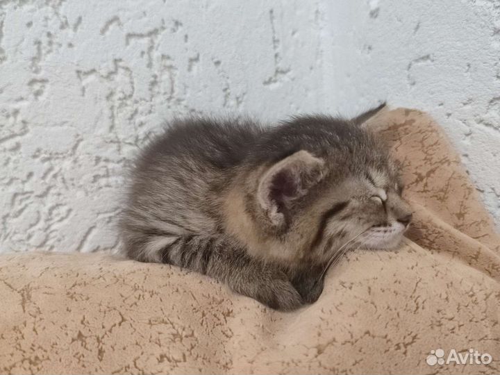 Сибирская кошка