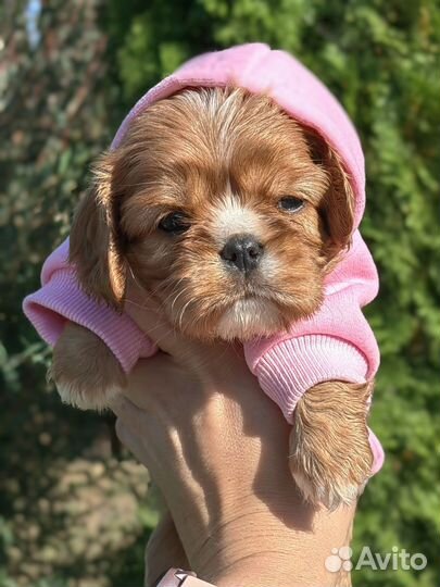 Кавалер кинг чарльз спаниель девочка