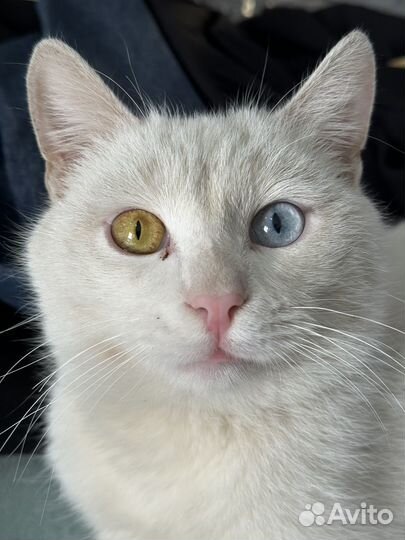 Коты в добрые руки
