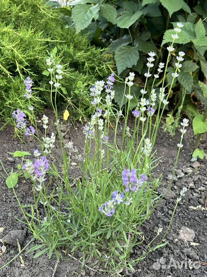 Лаванда кустик