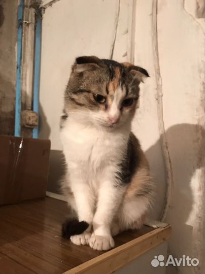 Котята в добрые руки бесплатно