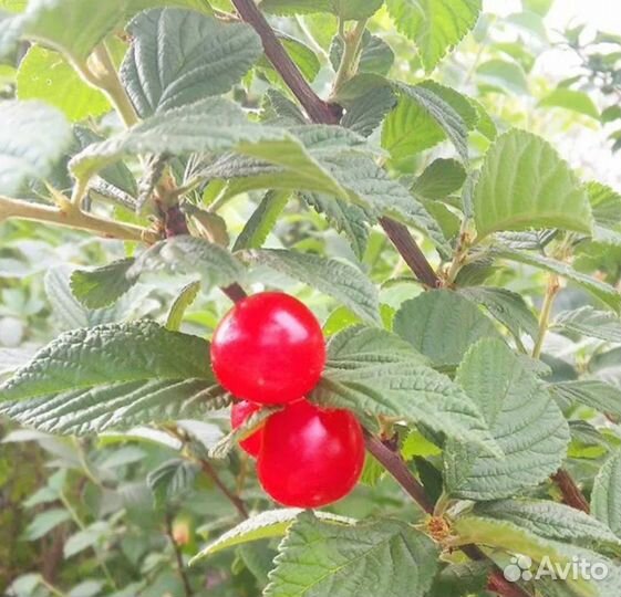 Лист смородины вишни малины