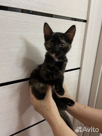 Кошки в добрые руки