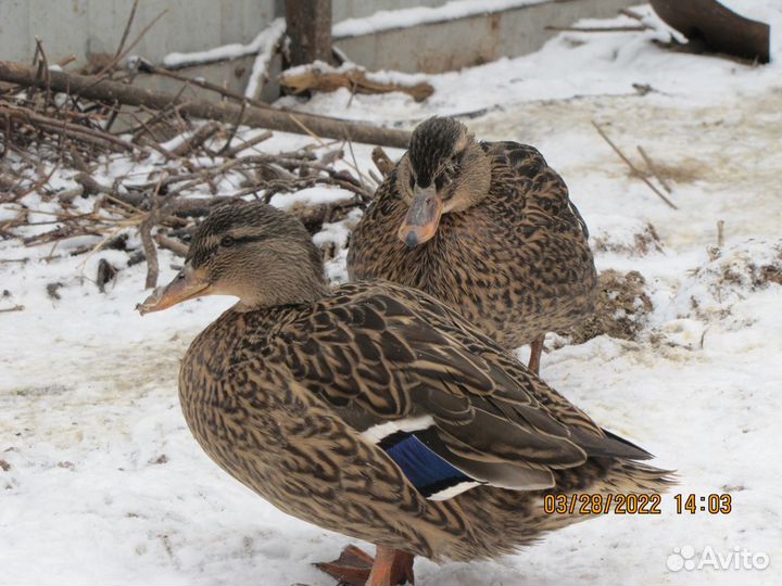 Подсадные утки для разведения