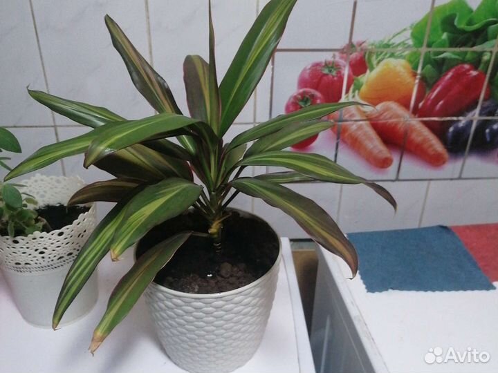 Комнатные цветы