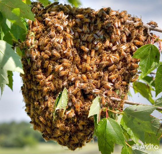 Сниму рой пчёл