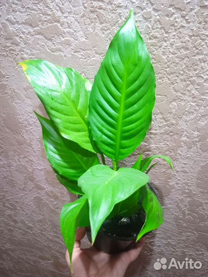 Фикус бенджамина, спатифиллум