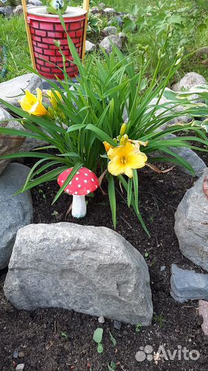 Калина Бульденеж, лилейник саженцы