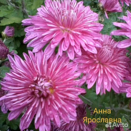 Хризантемы кусты и черенки