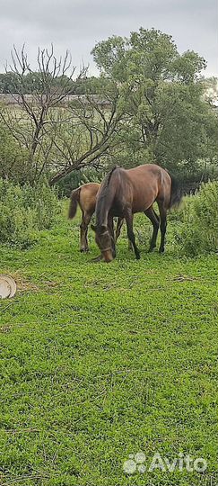 Лошадь жеребец