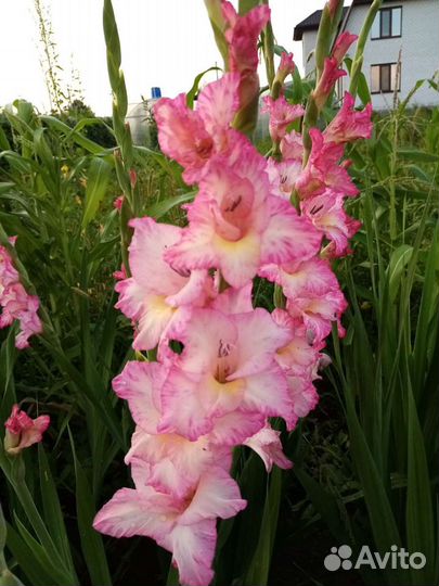 Гладиолусы, георгины