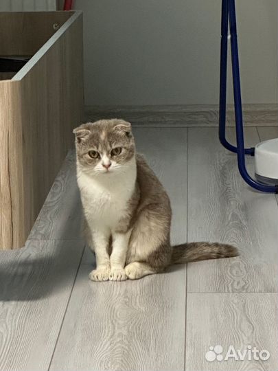 Кошка в добрые руки