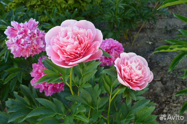 Пионы сортовые