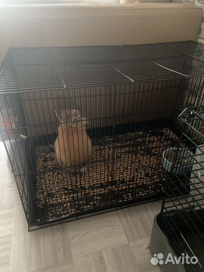 Декоративные кролики вислоухие