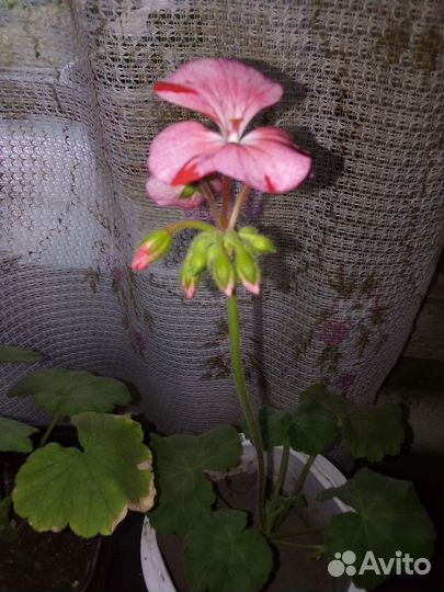 Комнатные цветы