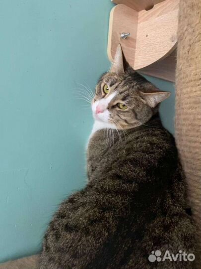 Молодой котик Барсик в добрые руки