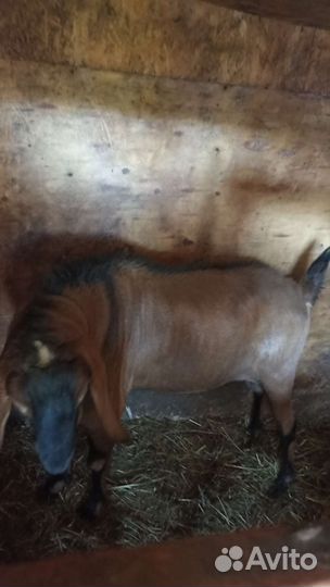 Нубийский козел