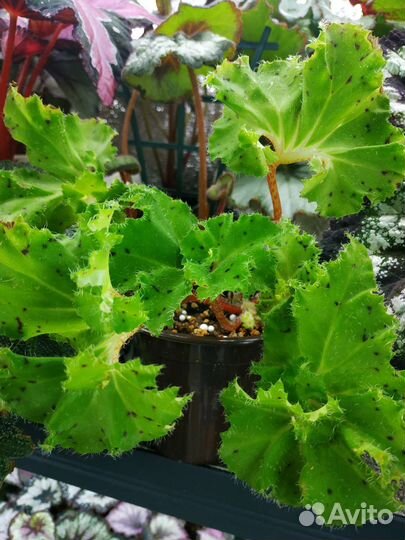 Бегония декоративно-лиственная на срез