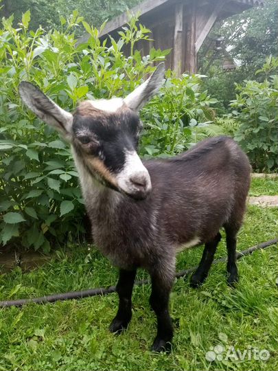 Продам козлят