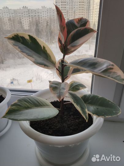 Фикус эластика тинеке