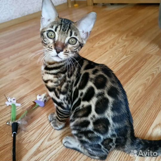 Бенгальские котята