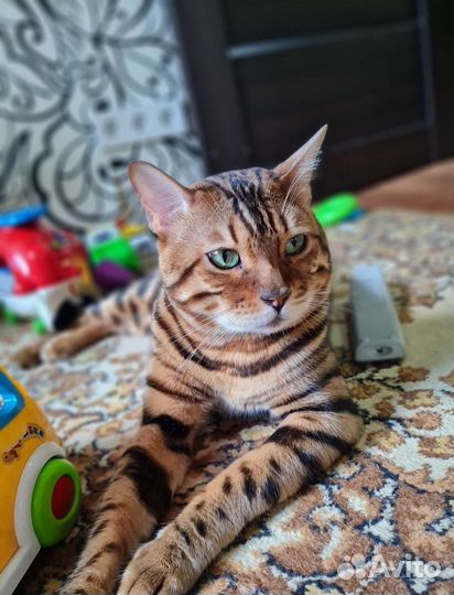 Бенгальский кот