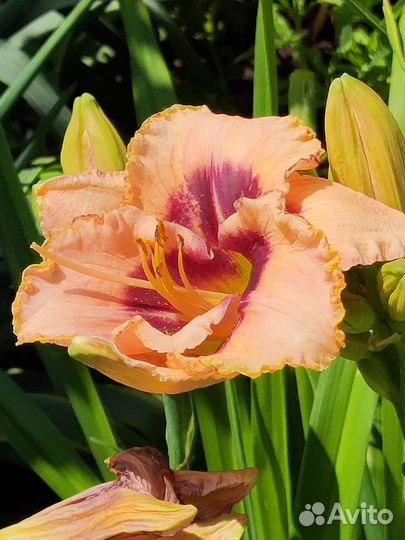 Лилейники сортовые