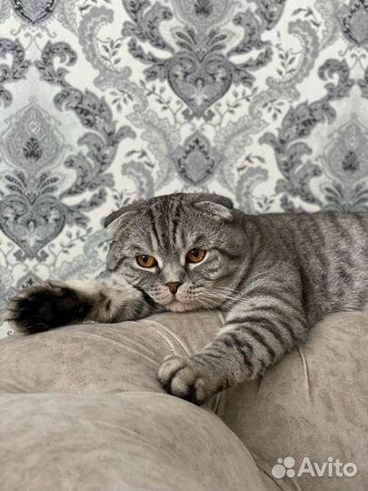 Вязка кота