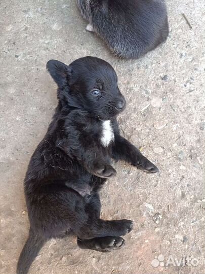 Собака в добрые руки отдам бесплатно