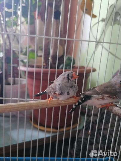 Зебровые амадины