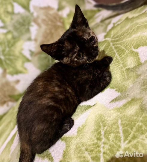 Малыши ищут семью