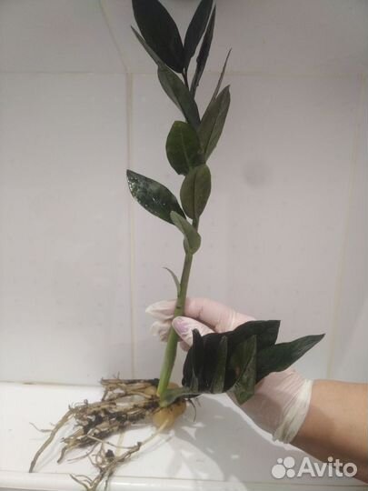 Черный замиокулькас (Zamioculcas Blaсk Raven)