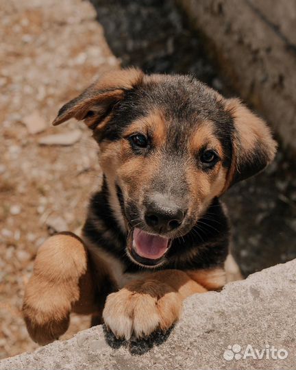 Щенок в добрые руки бесплатно