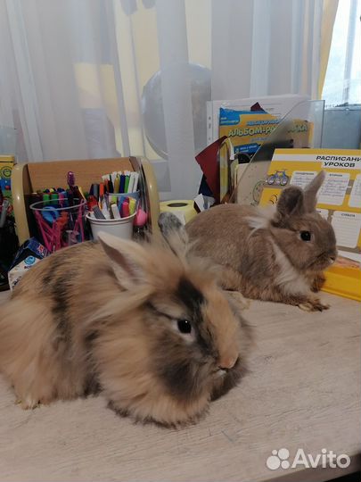 Декоративные кролики