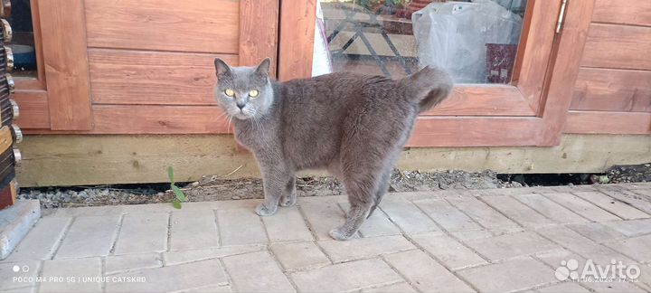 Британский кот на охрану
