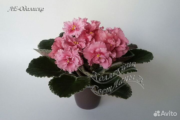 Фиалки сортовые: детки, листовые черенки